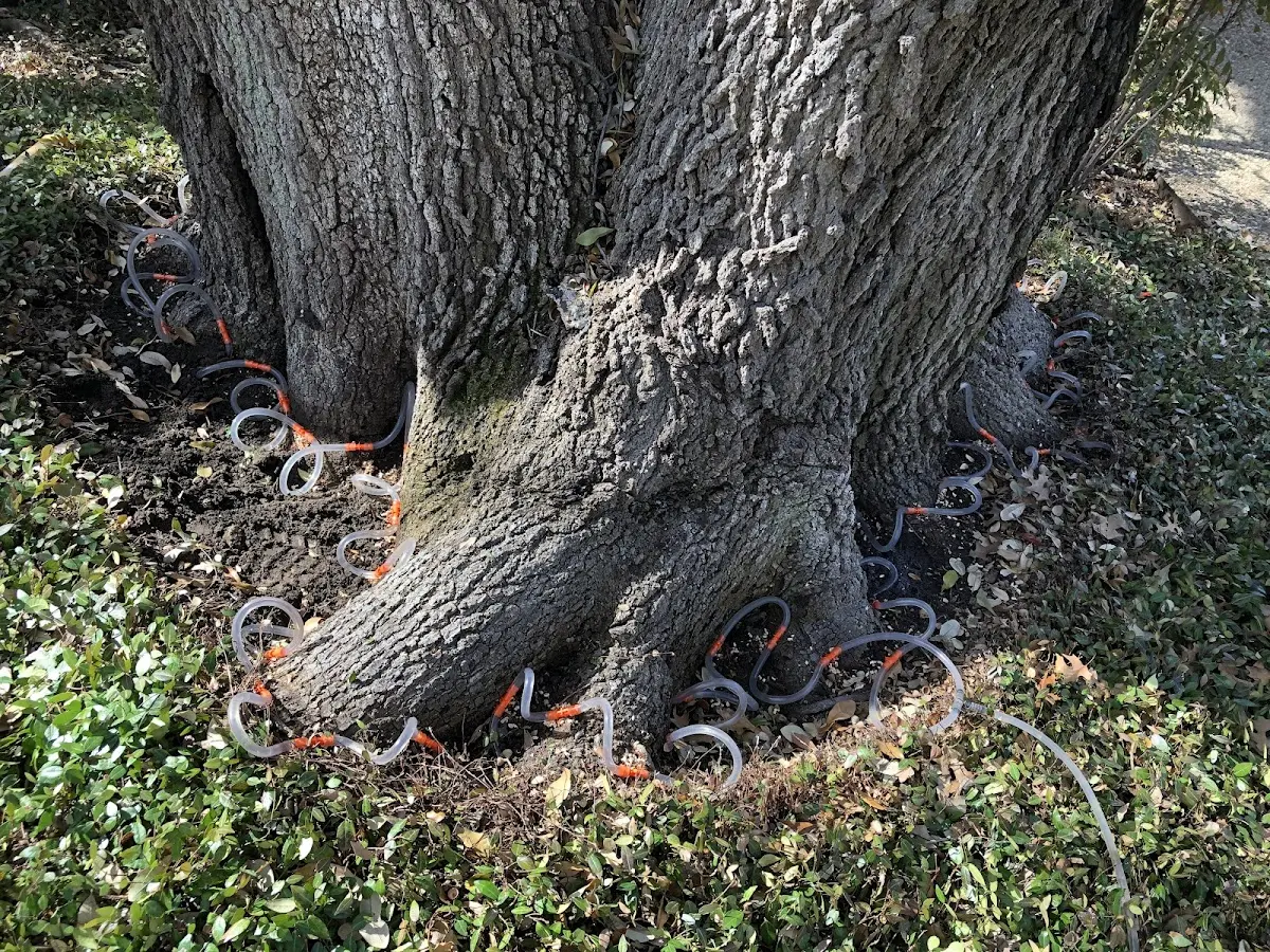 Detailed Tree Cabling and Bracing job site in Sweet Water