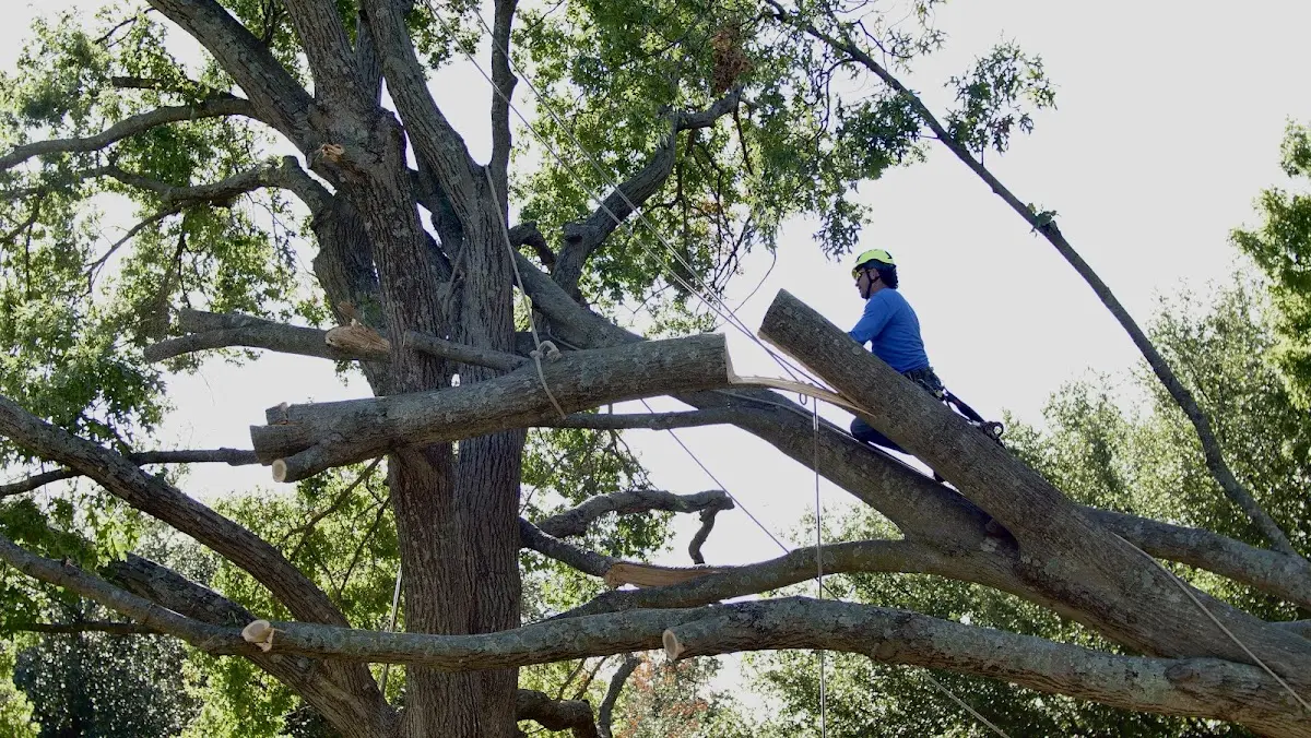 Professional Crown Thinning performed by certified arborists in Sweet Water